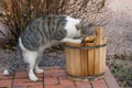 ÃÂ¡urious cat peeks into a wooden bucket in the garden. A beautiful gray-white striped pet standing on its hind legs.Cats curiosity